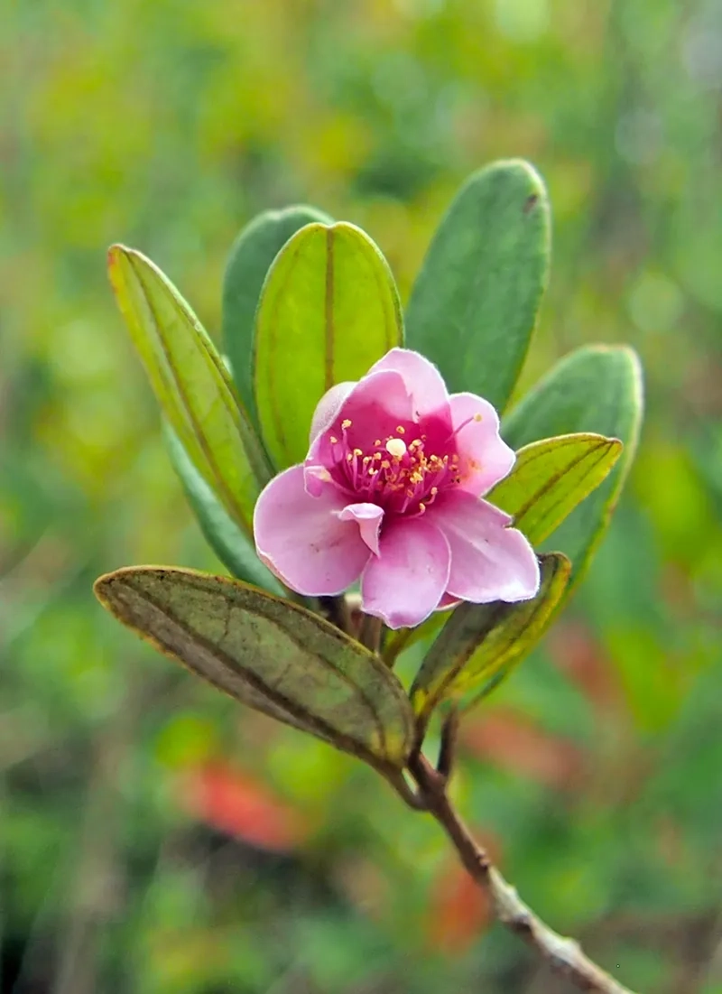 Tải hình nền hoa sim máy tính mới