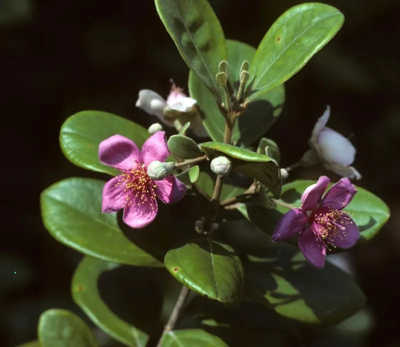 Hoa sim đơn giản nhưng ấn tượng