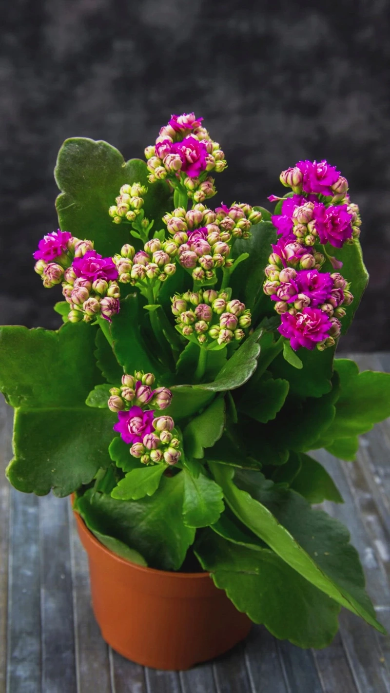 Sắc xuân bừng nở cùng hoa sống đời đẹp