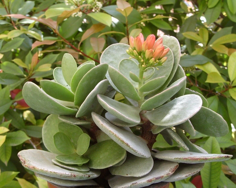 Ngắm vẻ đẹp tinh khiết qua ảnh hoa sống đời