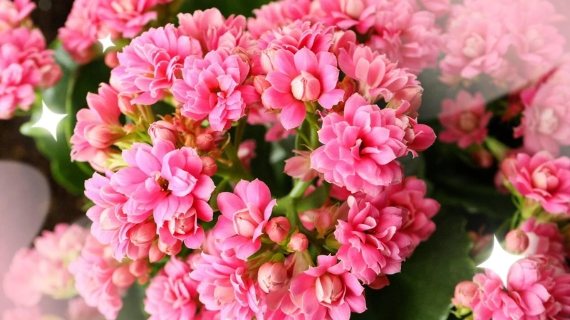 Nét đẹp rực rỡ từ hình ảnh hoa sống đời