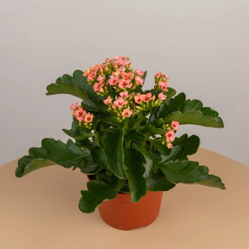 Sắc hoa lung linh trong hoa sống đời full hd