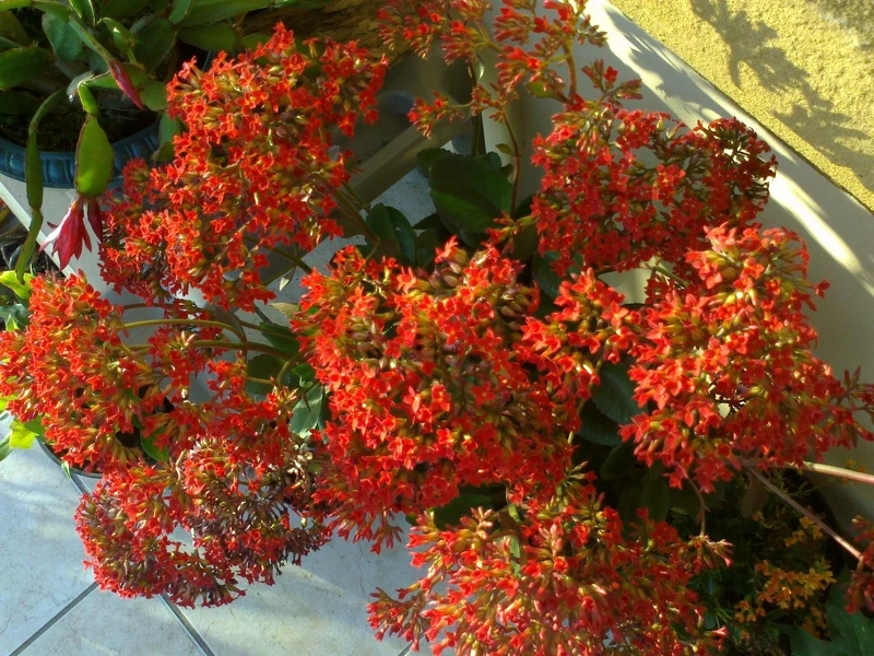 Trang trí không gian với hoa sống đời hình nền