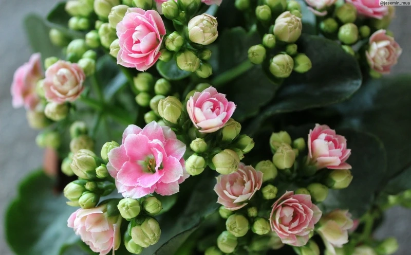 Sự rực rỡ nổi bật của hoa sống đời bụi