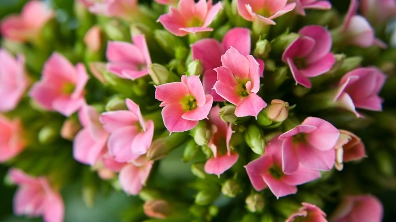 Hương sắc nhẹ nhàng của hoa sống đời lãng mạn