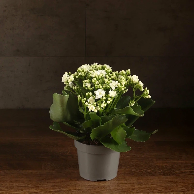 Góc xanh tươi mới với hoa sống đời chậu