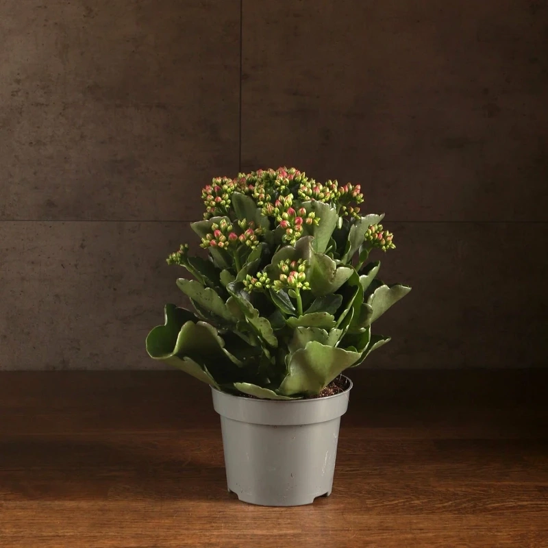 Nghệ thuật thu nhỏ trong hoa sống đời bonsai