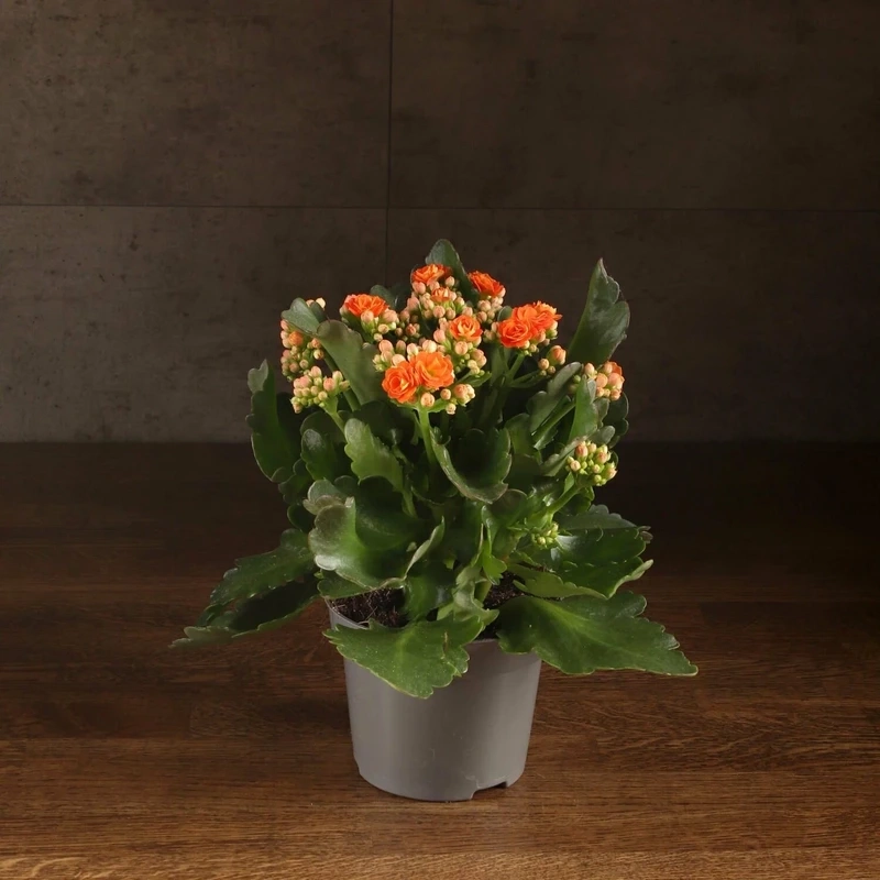 Màu sắc sinh động của hoa sống đời đẹp