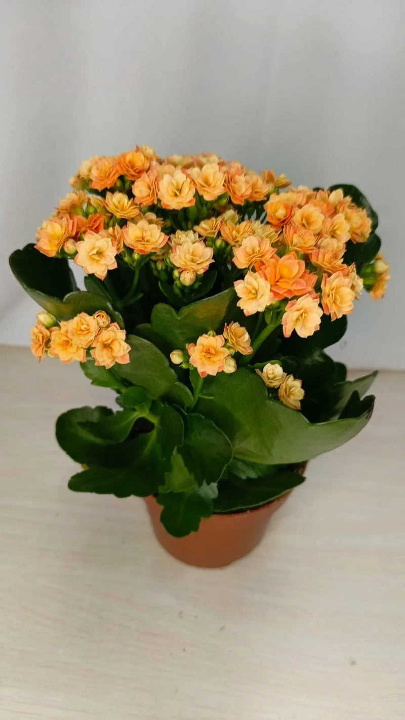 Bộ sưu tập rực rỡ với ảnh hoa sống đời