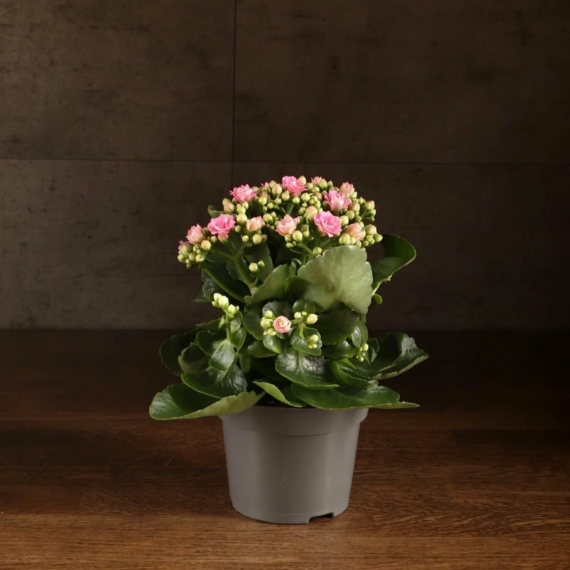 Không gian tươi sáng nhờ hoa sống đời hình nền