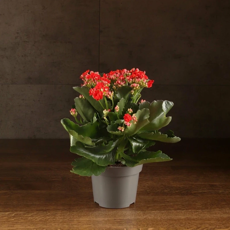 Vẻ đẹp nhẹ nhàng trong hình ảnh hoa sống đời