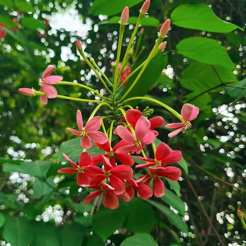 Ý nghĩa của hoa sử quân tử  