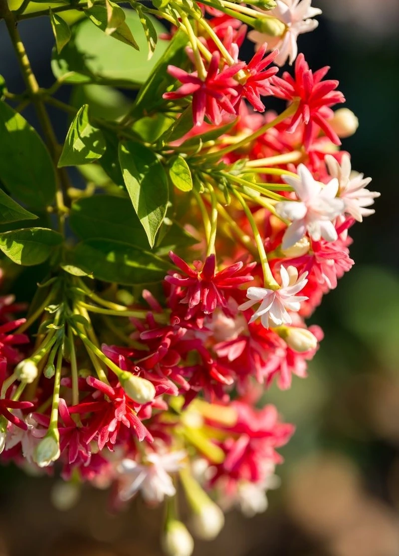 Nét dịu dàng toả sáng trong ảnh hoa sử quân tử