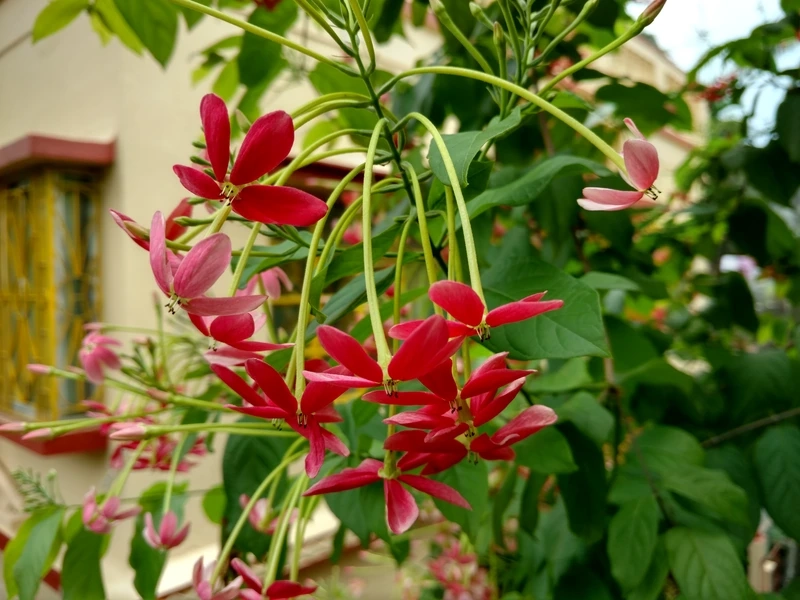 Vẻ đẹp tự nhiên qua hình ảnh hoa sử quân tử