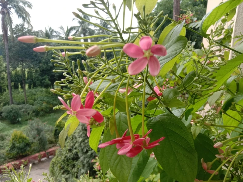 Sắc hoa chân thật với hoa sử quân tử full hd