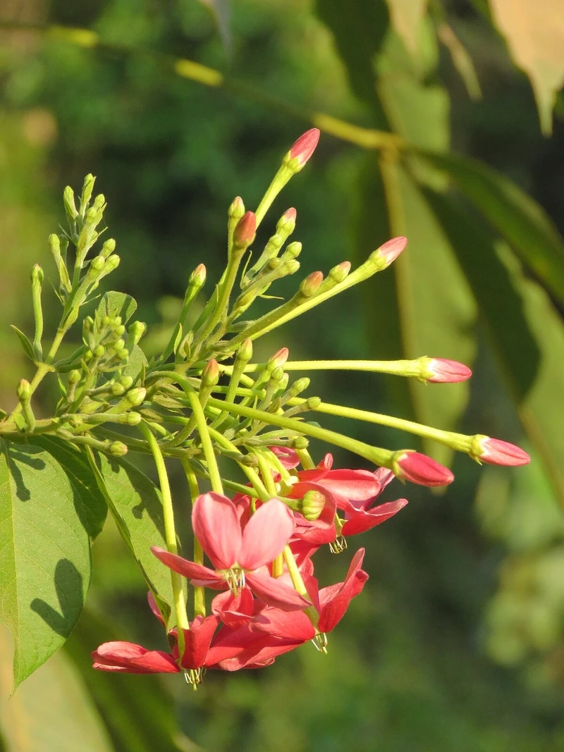 Khám phá thông điệp của hoa sử quân tử ý nghĩa