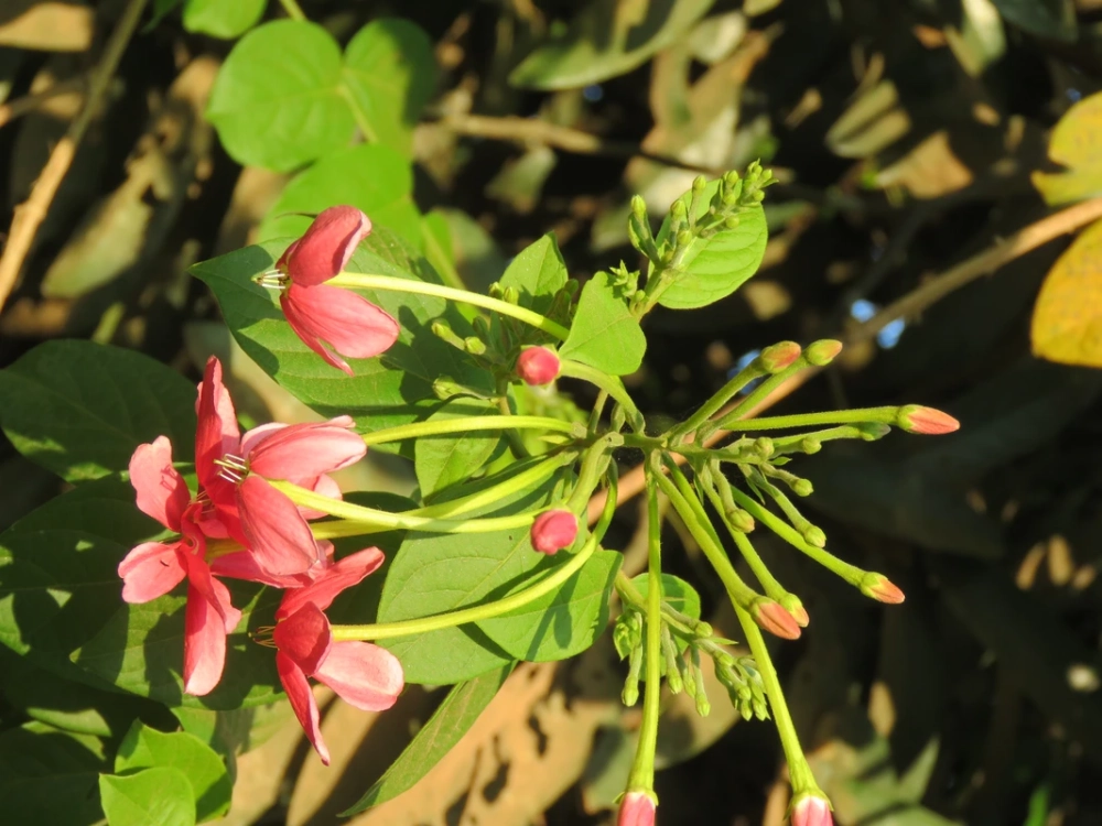 Vẻ đẹp thuần khiết trong hoa sử quân tử tượng trưng