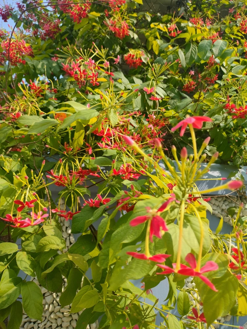 Làm mới không gian cùng hoa sử quân tử hình nền