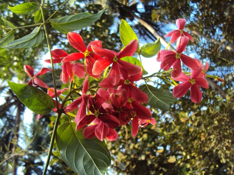 Nét thơ nhẹ nhàng của hoa sử quân tử lãng mạn