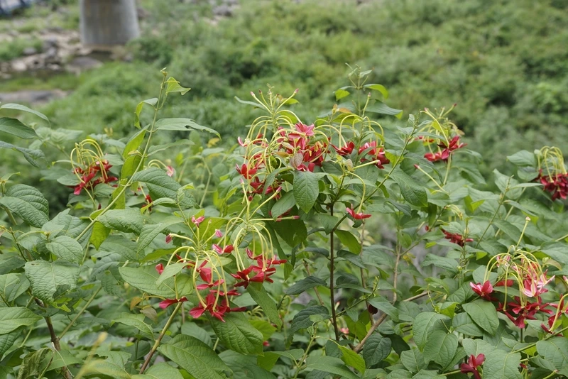 Sân vườn nổi bật nhờ hoa sử quân tử sân vườn