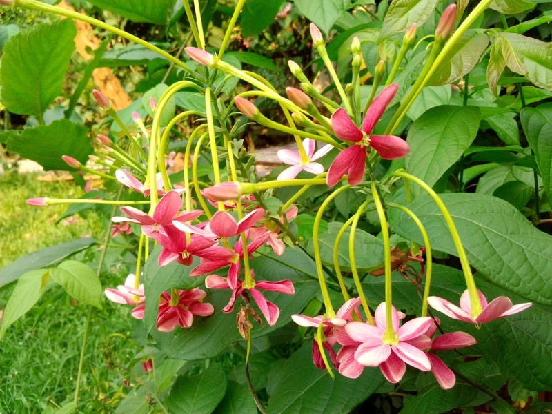 Sự tự nhiên quyến rũ của hoa sử quân tử bụi