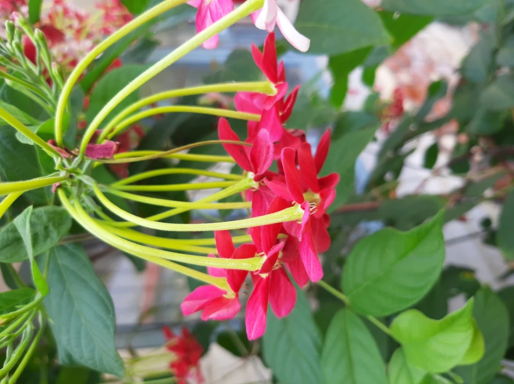 Ngắm nhìn vẻ đẹp của hoa sử quân tử đẹp nhất