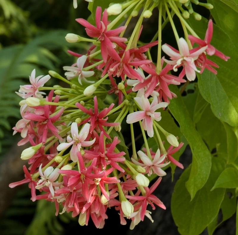 Sự quý hiếm tinh tế của hoa sử quân tử hiếm