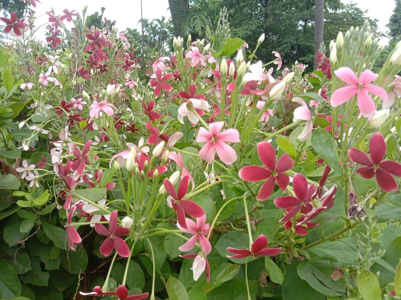 Nghệ thuật thu nhỏ cùng hoa sử quân tử bonsai