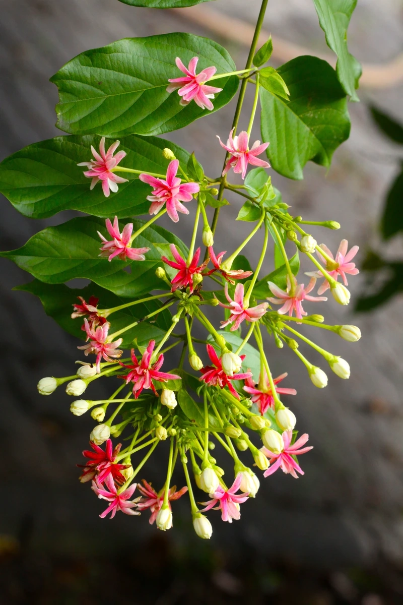 Chất lượng vượt trội từ hoa sử quân tử chất lượng