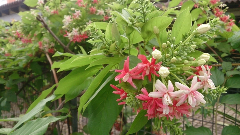 Sắc hoa ngọt ngào từ hoa sử quân tử đẹp