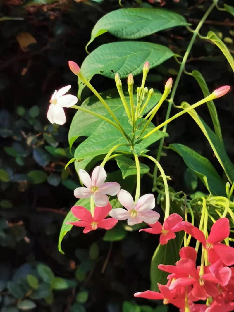 Hình ảnh tươi sáng của hoa sử quân tử hình nền