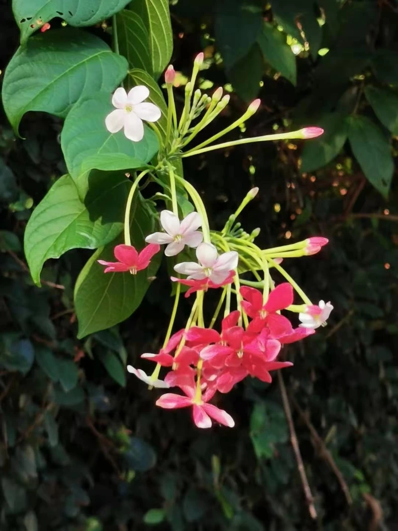 Sự duyên dáng nổi bật trong hình ảnh hoa sử quân tử