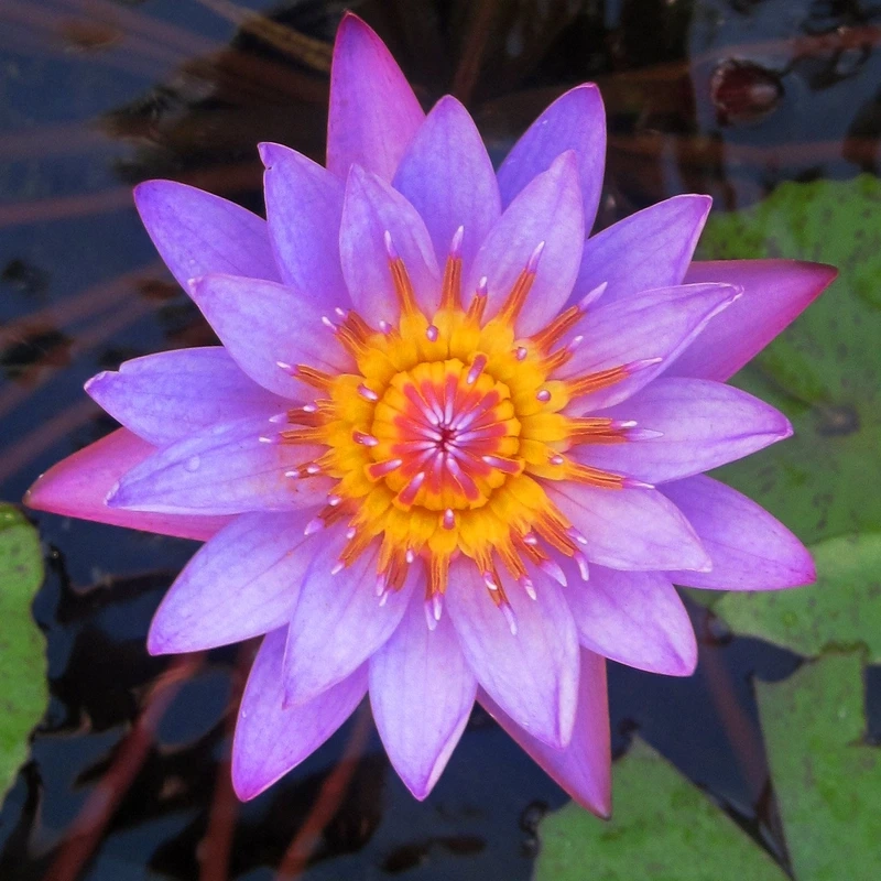 Ý nghĩa của hoa súng