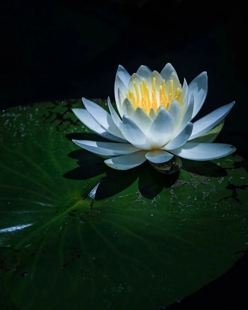 Bộ sưu tập ảnh hoa súng nghệ thuật nhất