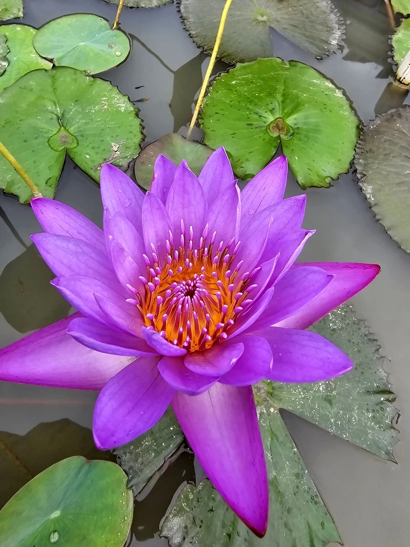 Vẻ đẹp thanh tao của bông hoa súng buổi sáng