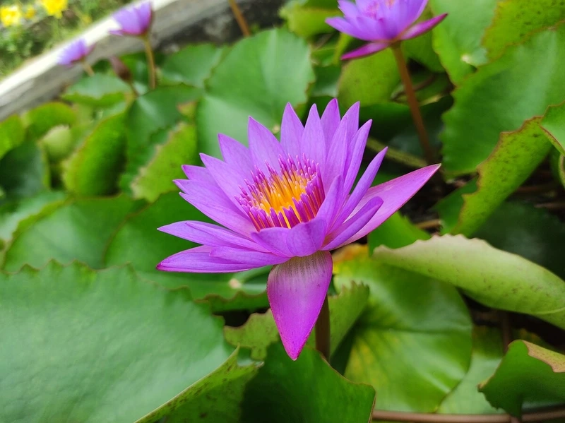 Góc làm việc xinh xắn với bông súng mini