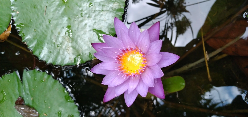 Săn lùng giống bông súng mini nhiều màu