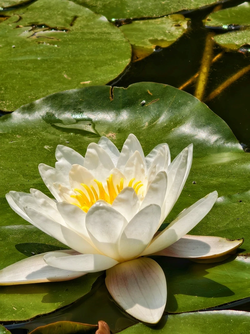 Top các loại hoa súng đẹp nhất thế giới