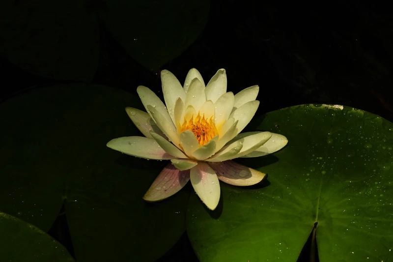 Sưu tầm các loại hoa súng đẹp và lạ mắt