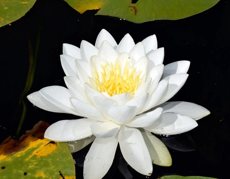 Trang trí tiểu cảnh sân vườn với hoa súng cảnh