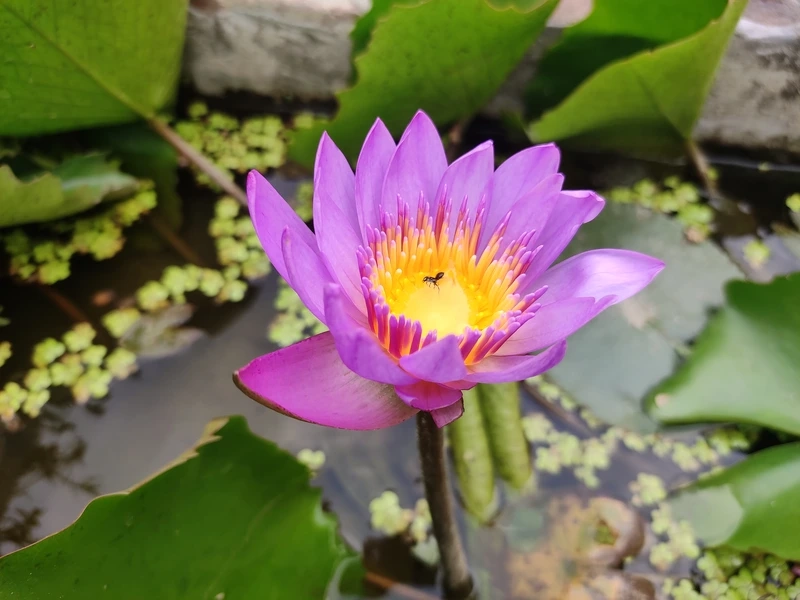 Sắc màu thủy chung của bông súng tím