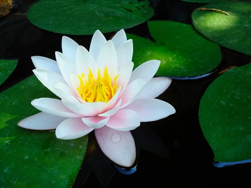 Trồng hoa súng màu trắng giúp tâm an yên