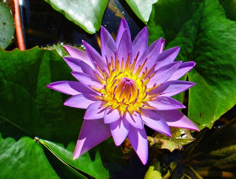 Vẻ đẹp nhỏ nhắn của cây hoa súng mini