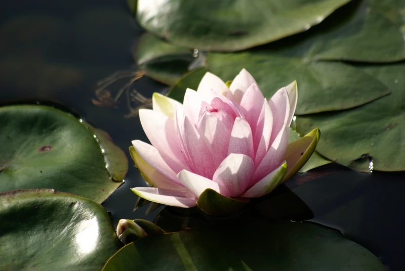 Tạo không gian mát mẻ với cây hoa súng nước