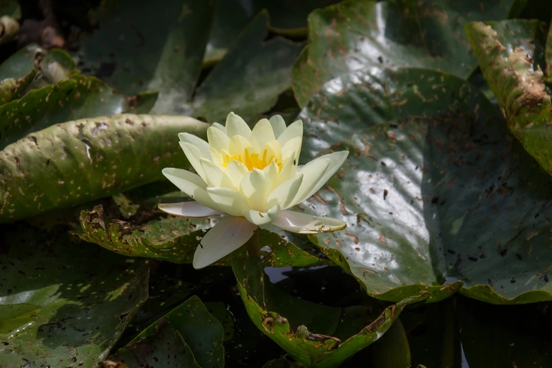 Trào lưu trồng hoa súng mini trang trí nhà