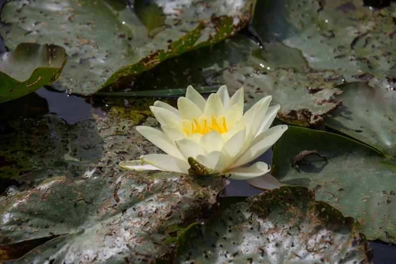 Sự tinh khôi thuần khiết của hoa súng màu trắng