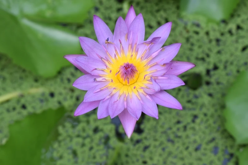 Vẻ đẹp huyền bí của hoa súng màu tím