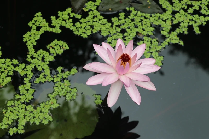 Góc thư giãn tuyệt vời với hoa súng cảnh