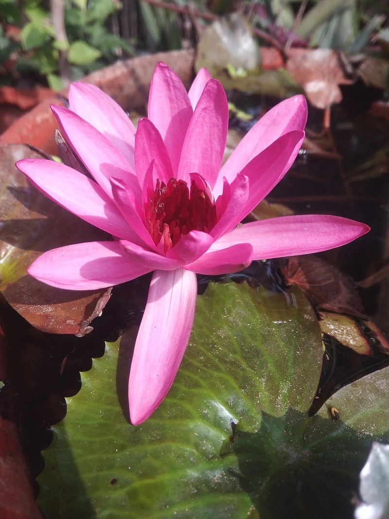 Ý nghĩa phong thủy hoa súng màu tím