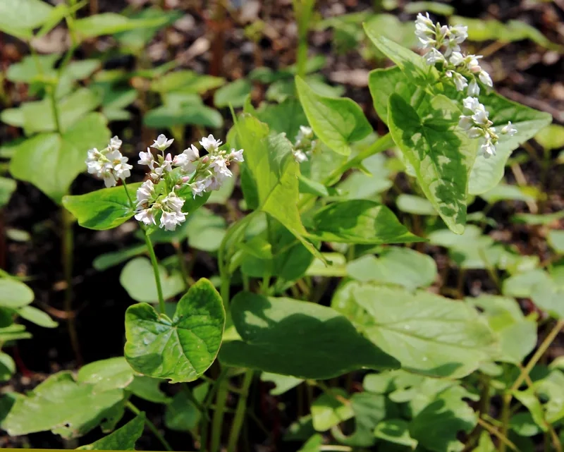 Vẻ đẹp hoa tam giác mạch trắng đen huyền bí